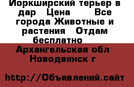 Йоркширский терьер в дар › Цена ­ 1 - Все города Животные и растения » Отдам бесплатно   . Архангельская обл.,Новодвинск г.